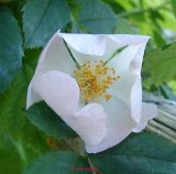 Heckenrose (2)